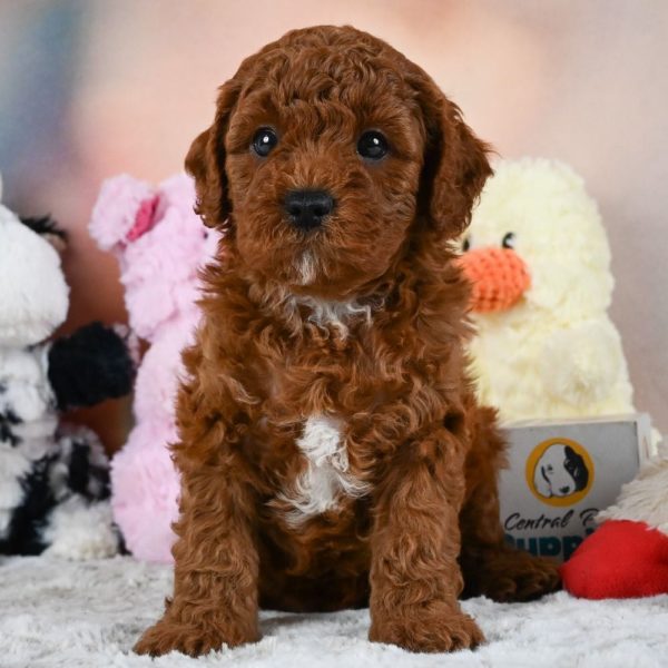 F1b Cavapoo Puppy for Sale