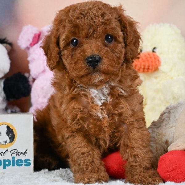 F1b Cavapoo Puppy for Sale