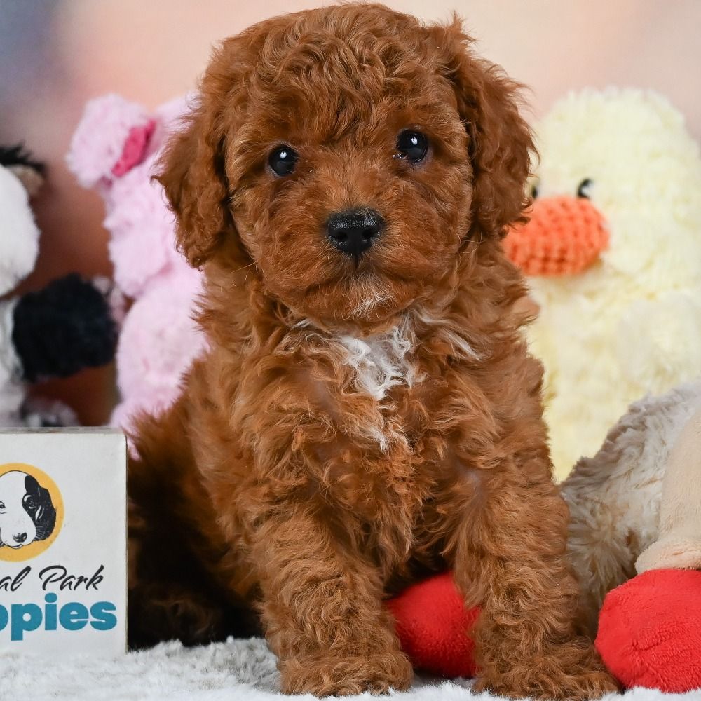 F1b Cavapoo Puppy for Sale in NYC