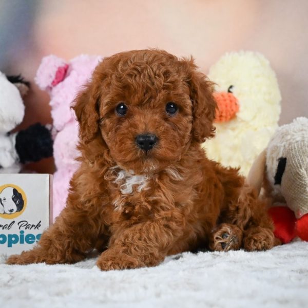 F1b Cavapoo Puppy for Sale