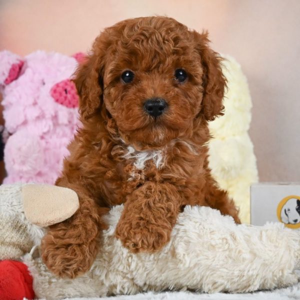 F1b Cavapoo Puppy for Sale