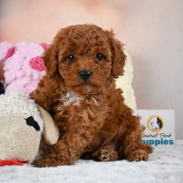 F1b Cavapoo Puppy for Sale