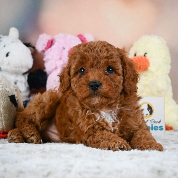 F1b Cavapoo Puppy for Sale