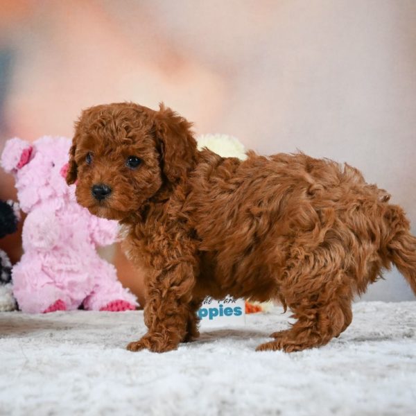 F1b Cavapoo Puppy for Sale