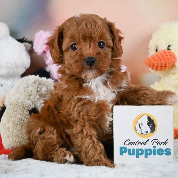 F1b Cavapoo Puppy for Sale