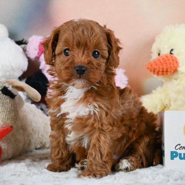 F1b Cavapoo Puppy for Sale