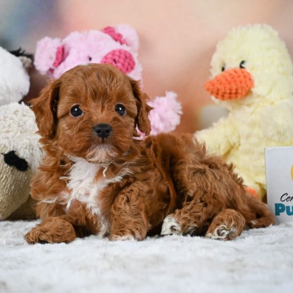 F1b Cavapoo Puppy for Sale