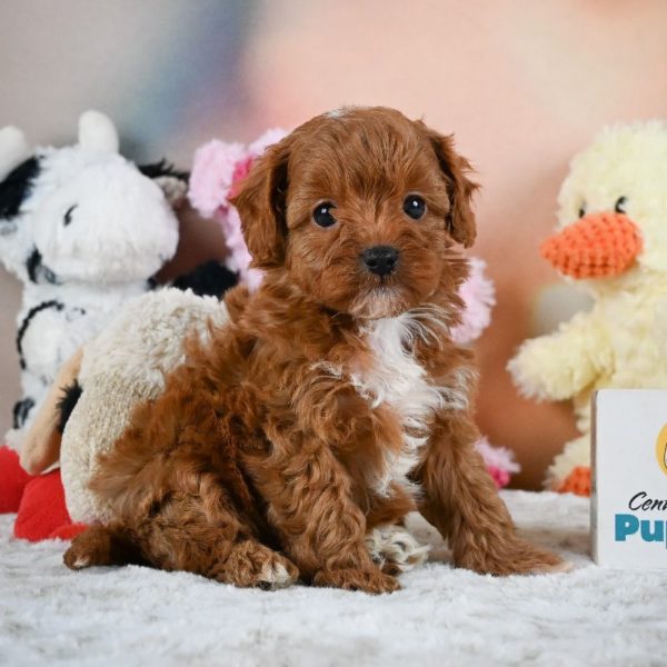 F1b Cavapoo Puppy for Sale