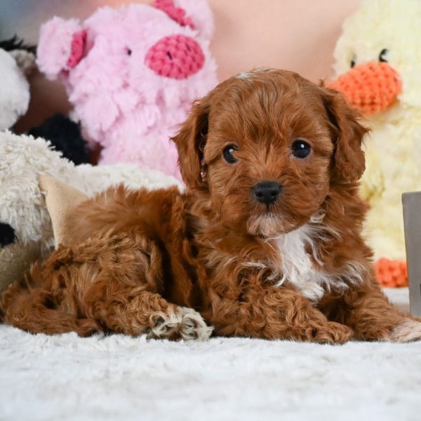 F1b Cavapoo Puppy for Sale