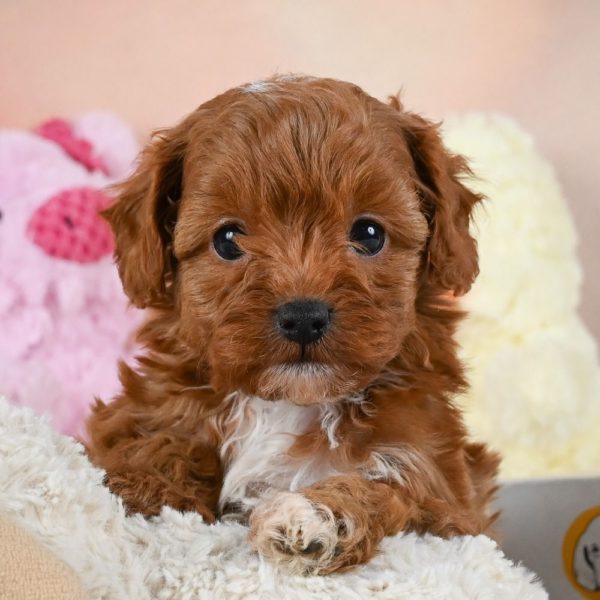 F1b Cavapoo Puppy for Sale