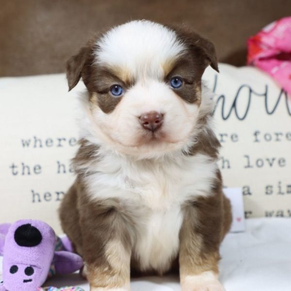 Miniature Australian Shepherd Puppy for Sale