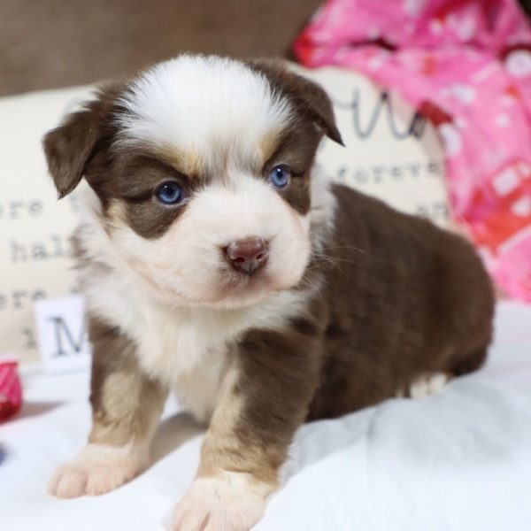 Miniature Australian Shepherd Puppy for Sale