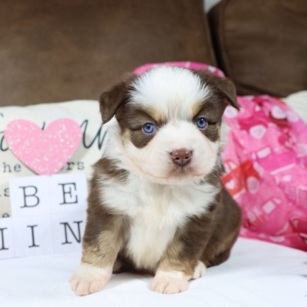 Miniature Australian Shepherd Puppy for Sale