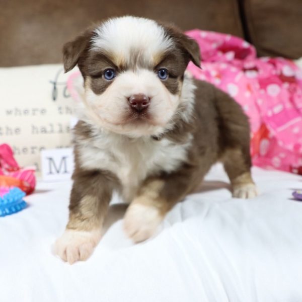 Miniature Australian Shepherd Puppy for Sale