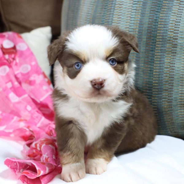 Miniature Australian Shepherd Puppy for Sale