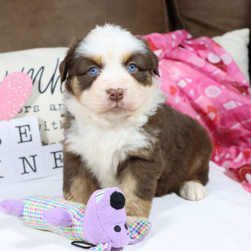 Miniature Australian Shepherd Puppy for Sale in NYC