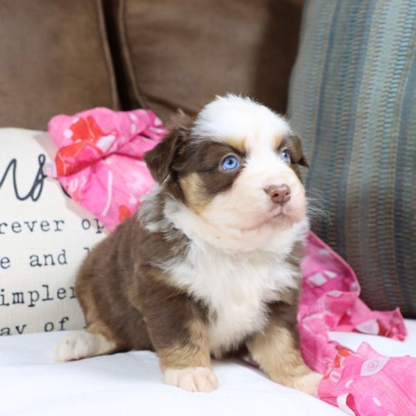 Miniature Australian Shepherd Puppy for Sale