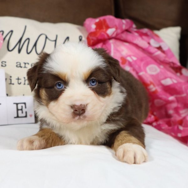 Miniature Australian Shepherd Puppy for Sale