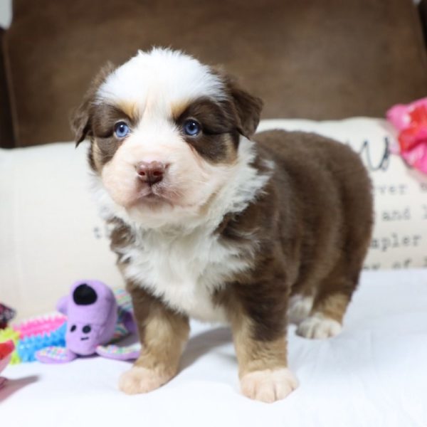 Miniature Australian Shepherd Puppy for Sale