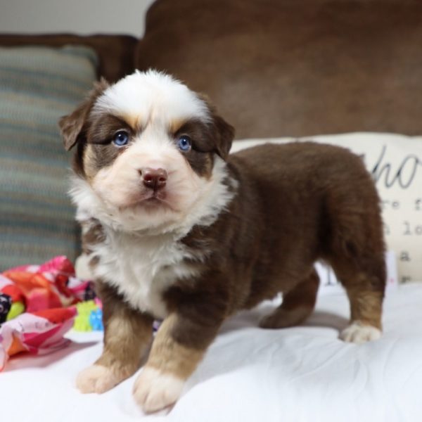 Miniature Australian Shepherd Puppy for Sale