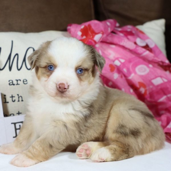 Miniature Australian Shepherd Puppy for Sale