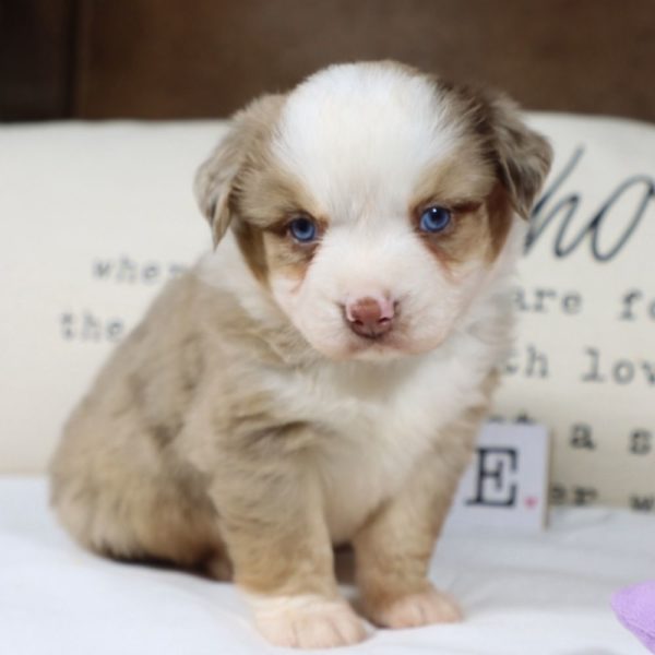 Miniature Australian Shepherd Puppy for Sale