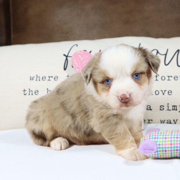 Miniature Australian Shepherd Puppy for Sale