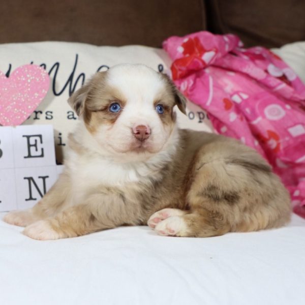 Miniature Australian Shepherd Puppy for Sale