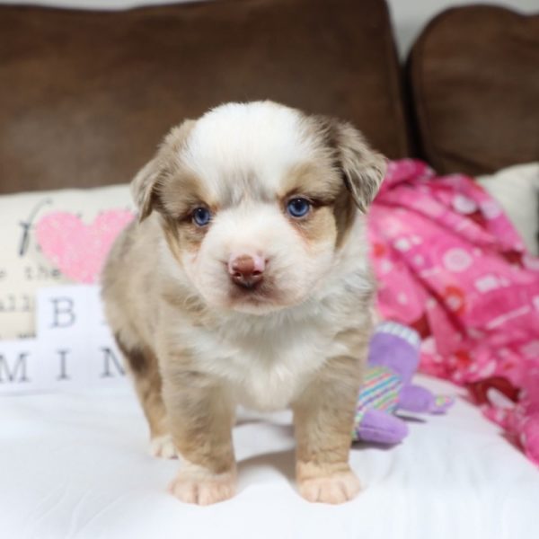 Miniature Australian Shepherd Puppy for Sale