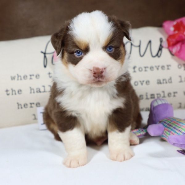 Miniature Australian Shepherd Puppy for Sale