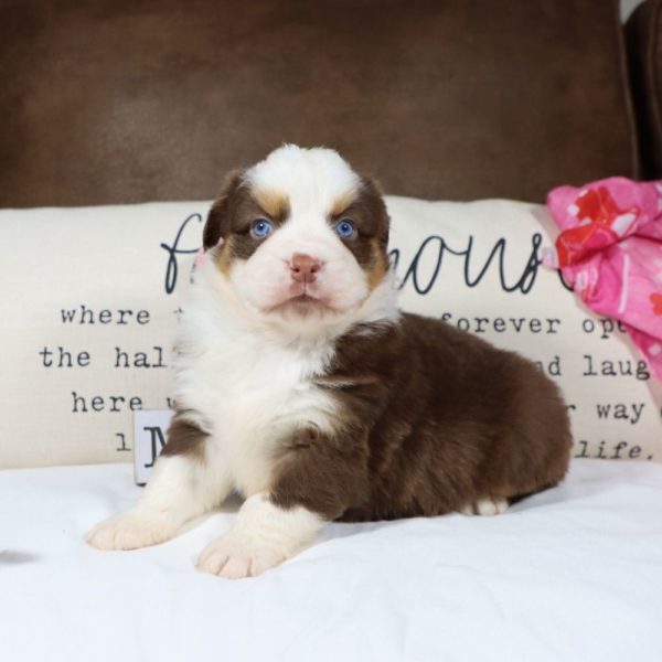 Miniature Australian Shepherd Puppy for Sale