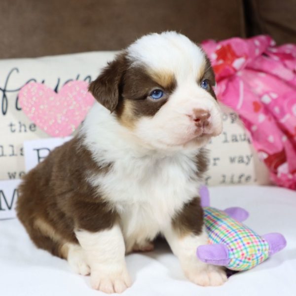 Miniature Australian Shepherd Puppy for Sale