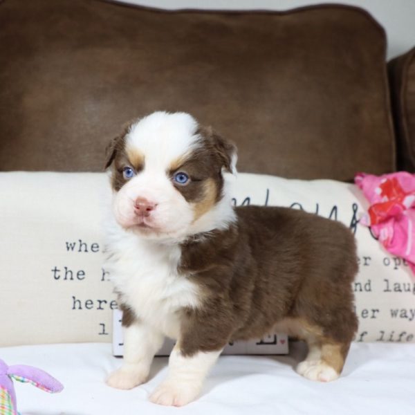 Miniature Australian Shepherd Puppy for Sale