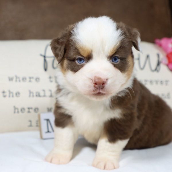 Miniature Australian Shepherd Puppy for Sale