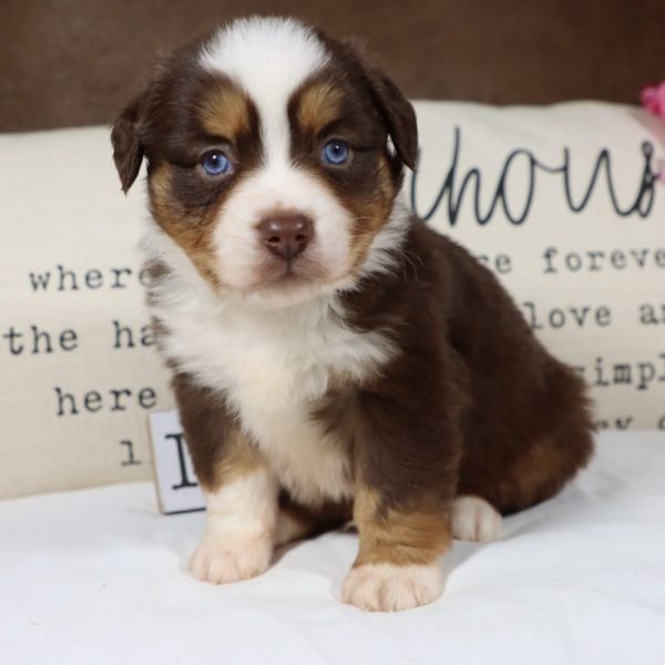 Miniature Australian Shepherd Puppy for Sale