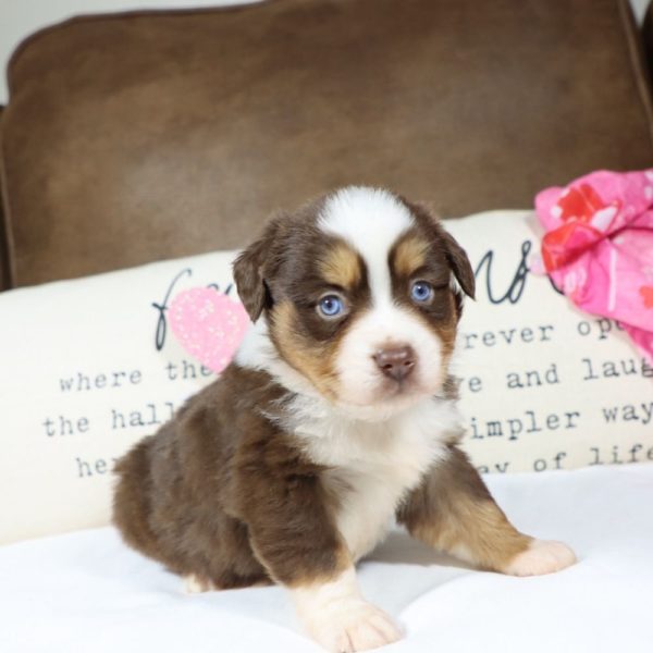 Miniature Australian Shepherd Puppy for Sale