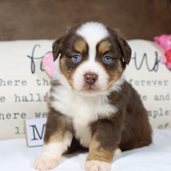 Miniature Australian Shepherd Puppy for Sale