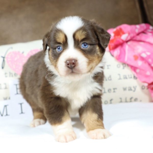 Miniature Australian Shepherd Puppy for Sale