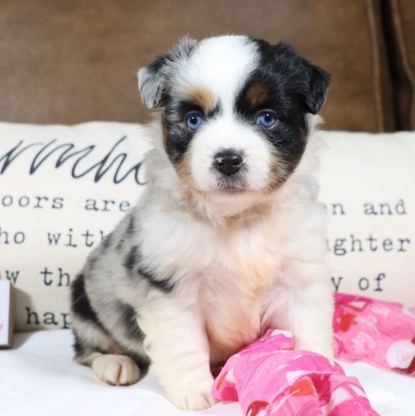 Miniature Australian Shepherd Puppy for Sale