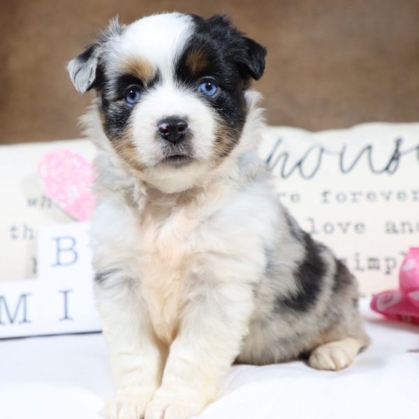 Miniature Australian Shepherd Puppy for Sale