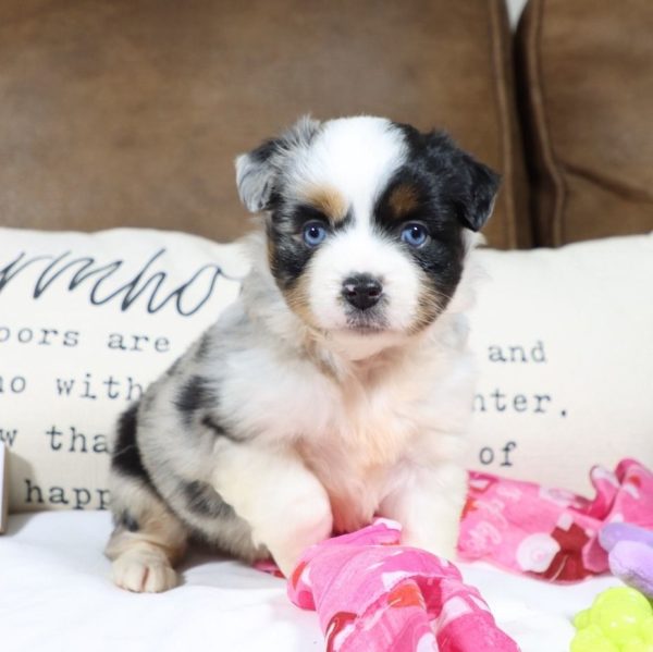 Miniature Australian Shepherd Puppy for Sale