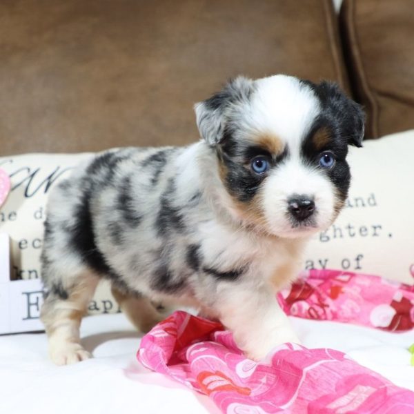 Miniature Australian Shepherd Puppy for Sale