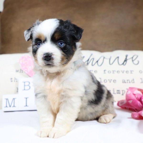 Miniature Australian Shepherd Puppy for Sale