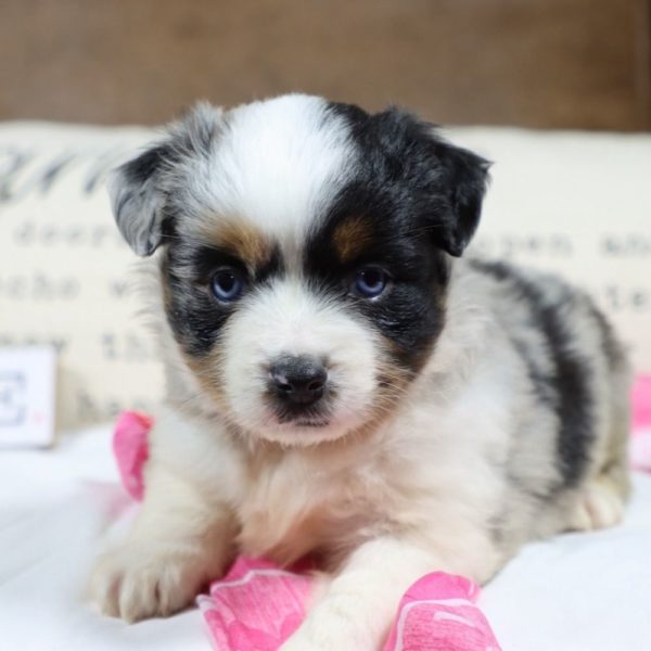 Miniature Australian Shepherd Puppy for Sale