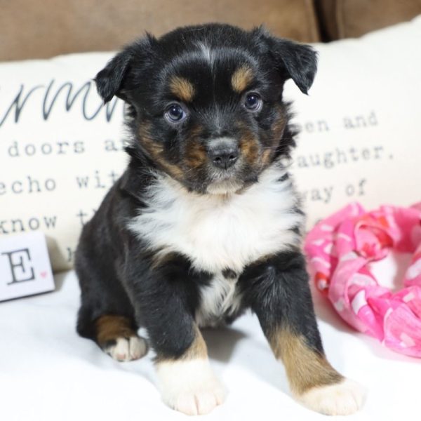 Miniature Australian Shepherd Puppy for Sale