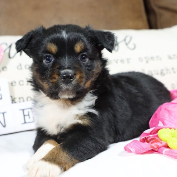 Miniature Australian Shepherd Puppy for Sale