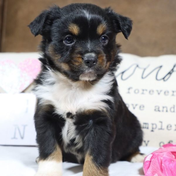 Miniature Australian Shepherd Puppy for Sale