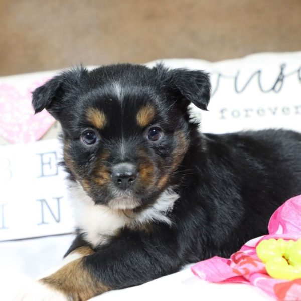 Miniature Australian Shepherd Puppy for Sale