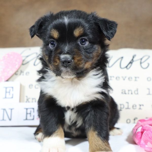 Miniature Australian Shepherd Puppy for Sale