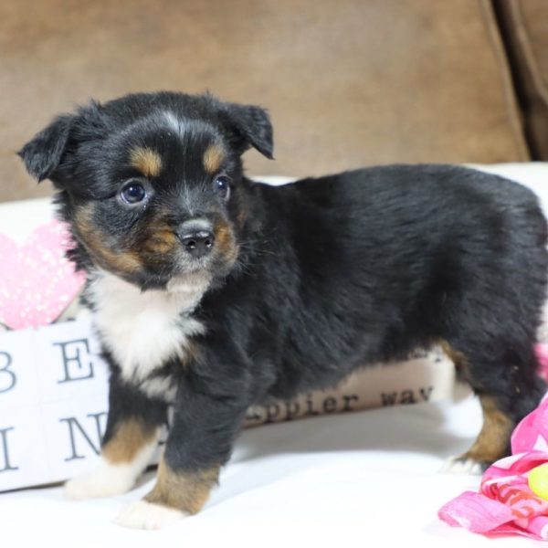 Miniature Australian Shepherd Puppy for Sale